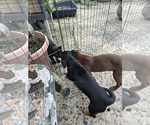 Small #6 American Rat Pinscher