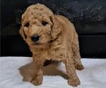 Puppy Male 3 Goldendoodle