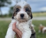 Puppy Puppy 5 Miniature Bernedoodle