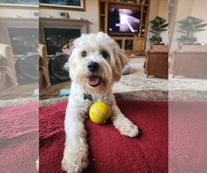 Maltese-Unknown Mix Dogs for adoption in Escondido, CA, USA