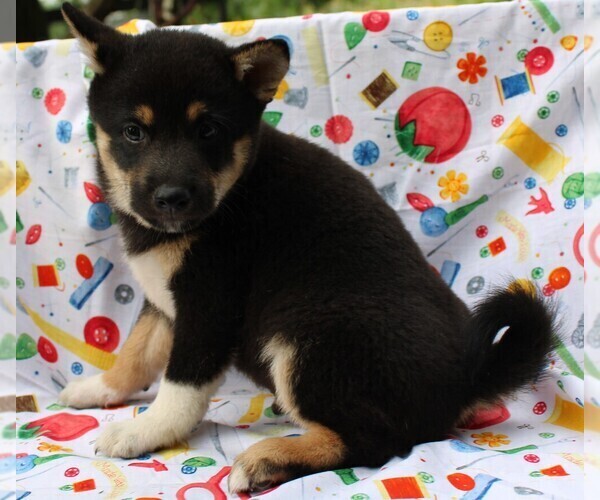 Medium Photo #3 Shiba Inu Puppy For Sale in BLOOMINGTON, IN, USA
