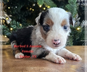 Australian Shepherd Puppy for sale in TAYLOR, TX, USA