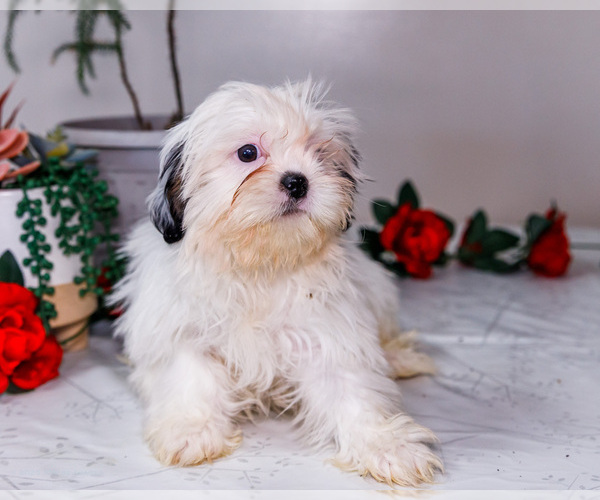 Medium Photo #23 Shih Tzu Puppy For Sale in WAKARUSA, IN, USA