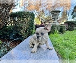 Small #254 French Bulldog