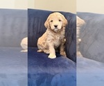 Puppy Daisy Goldendoodle