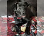 Small #1 Labrador Retriever Mix