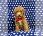 Small Photo #4 Goldendoodle (Miniature) Puppy For Sale in RISING SUN, MD, USA
