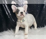 Small #6 French Bulldog