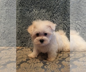 Maltese Puppy for sale in MORADA, CA, USA