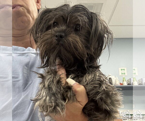 Medium Photo #2 Shih Tzu-Unknown Mix Puppy For Sale in Washington, DC, USA