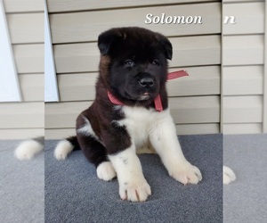 Akita Puppy for sale in FRESNO, OH, USA