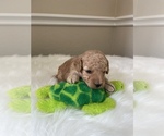 Small Photo #9 Poodle (Toy) Puppy For Sale in PLANO, TX, USA