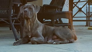 Mother of the Cane Corso puppies born on 04/11/2016