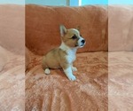 Small #2 Pembroke Welsh Corgi