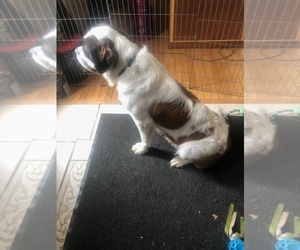 Mother of the Saint Bernard puppies born on 04/26/2025