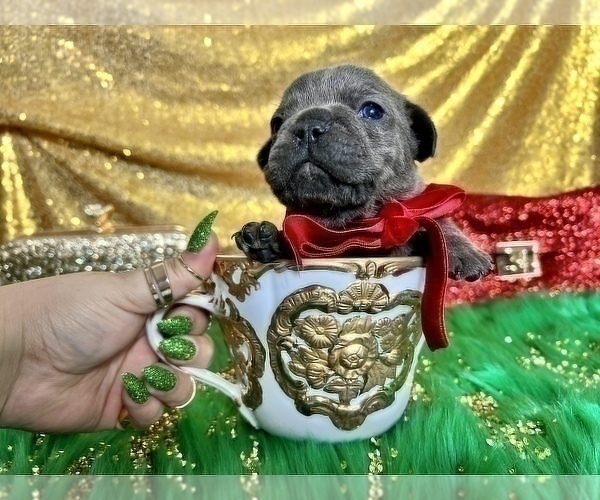 Medium Photo #66 French Bulldog Puppy For Sale in HAYWARD, CA, USA
