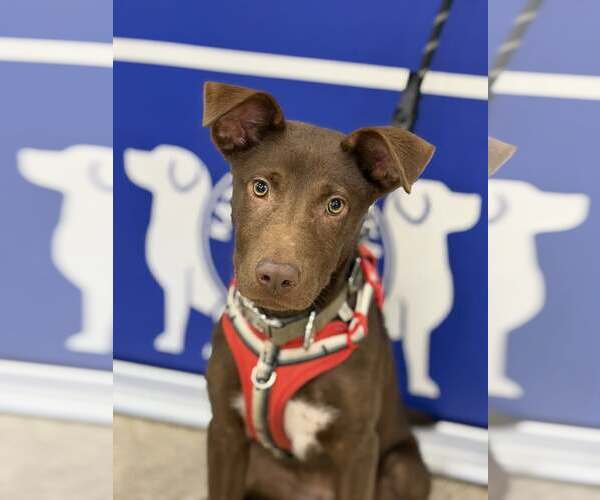 Medium Photo #6 Chocolate Labrador retriever-Unknown Mix Puppy For Sale in Turlock, CA, USA