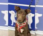 Small #5 Chocolate Labrador retriever Mix