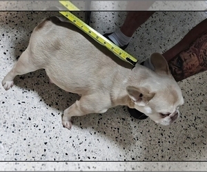 Mother of the French Bulldog puppies born on 10/15/2025