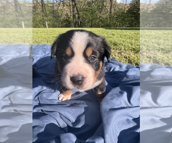 Medium Photo #2 Bernese Mountain Dog-Greater Swiss Mountain Dog Mix Puppy For Sale in SILEX, MO, USA