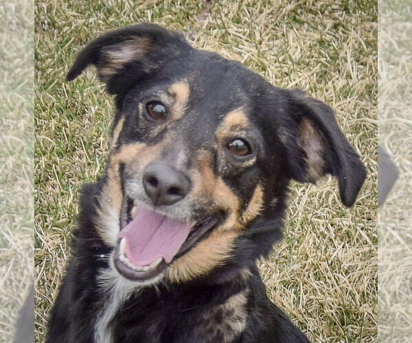 Medium Photo #1 Mutt Puppy For Sale in Huntley, IL, USA