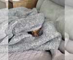 Small #7 Chiweenie