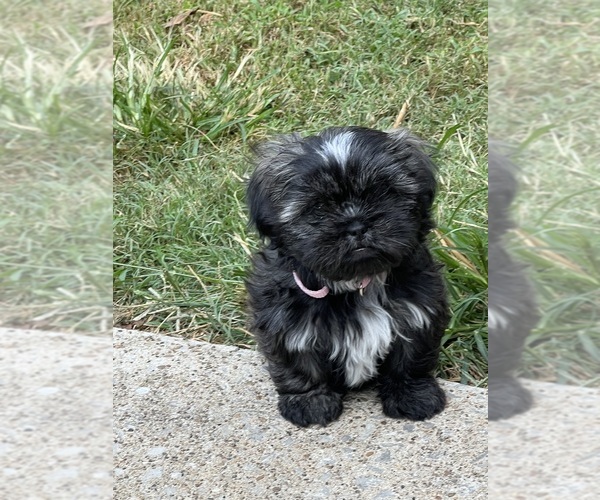 Medium Photo #1 Shih Tzu Puppy For Sale in GUTHRIE, KY, USA