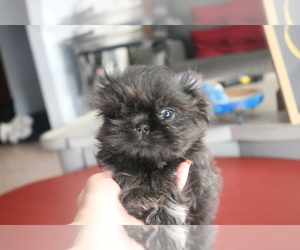 Shih Tzu Puppy for Sale in FORT MYERS, Florida USA
