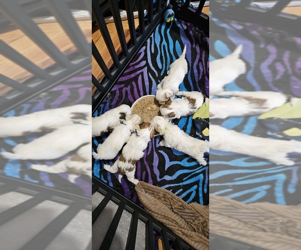 Medium Photo #1 Zuchon Puppy For Sale in CHEYENNE, WY, USA