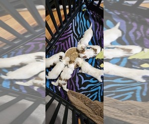 Zuchon Litter for sale in CHEYENNE, WY, USA