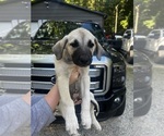 Small #2 Mutt