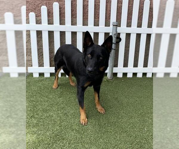 Medium Photo #1 German Shepherd Dog Puppy For Sale in Modesto, CA, USA