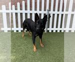 Small German Shepherd Dog