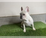 Small Photo #14 French Bulldog Puppy For Sale in BRYAN, TX, USA