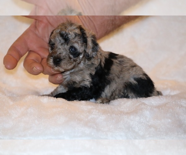 Medium Photo #4 Poodle (Toy) Puppy For Sale in DYERSBURG, TN, USA