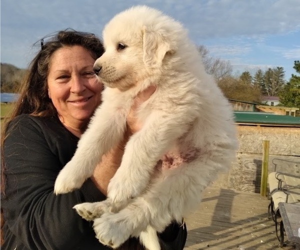 Medium Photo #3 Great Pyrenees Puppy For Sale in SHELBYVILLE, TN, USA