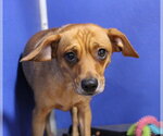 Small Chihuahua Mix