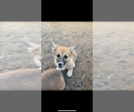 Puppy Puppy 2 female Pembroke Welsh Corgi