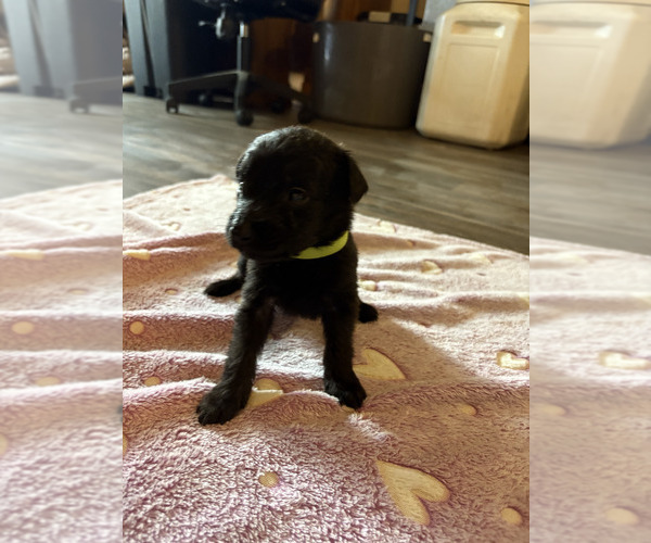 Medium Photo #10 Dutch Shepherd -Golden Retriever Mix Puppy For Sale in LAS VEGAS, NV, USA