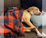 Small #13 Labrador Retriever Mix