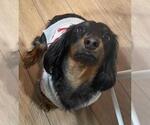 Small #4 Dachshund