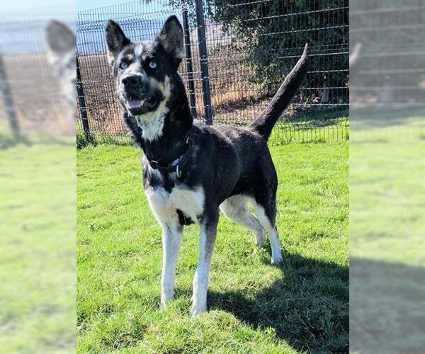 Medium Photo #2 Siberian Husky-Unknown Mix Puppy For Sale in San Martin, CA, USA