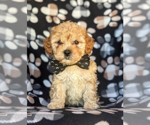 Cavachon-Poodle (Miniature) Mix Puppy for sale in AIRVILLE, PA, USA