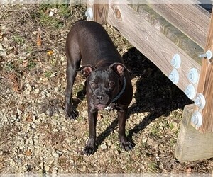 Father of the American Pit Bull Terrier puppies born on 02/18/2026