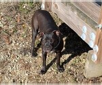 Small Photo #1 American Pit Bull Terrier Puppy For Sale in SPTBG, SC, USA