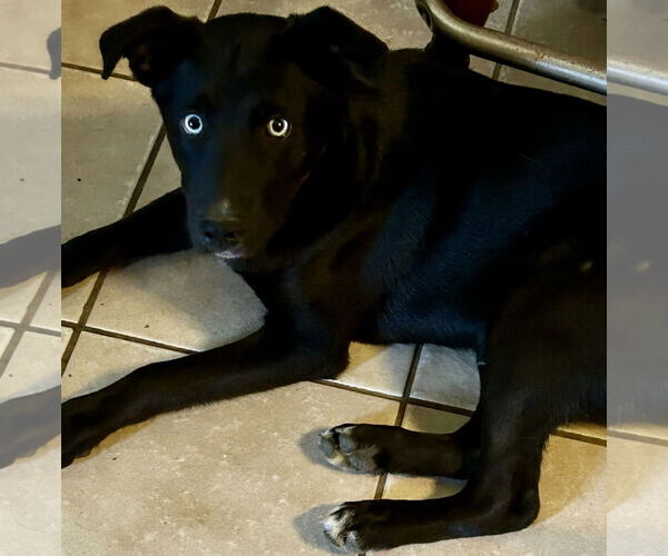 Medium Photo #3 Mutt Puppy For Sale in Okolona, MS, USA