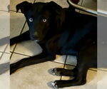 Small #2 Mutt