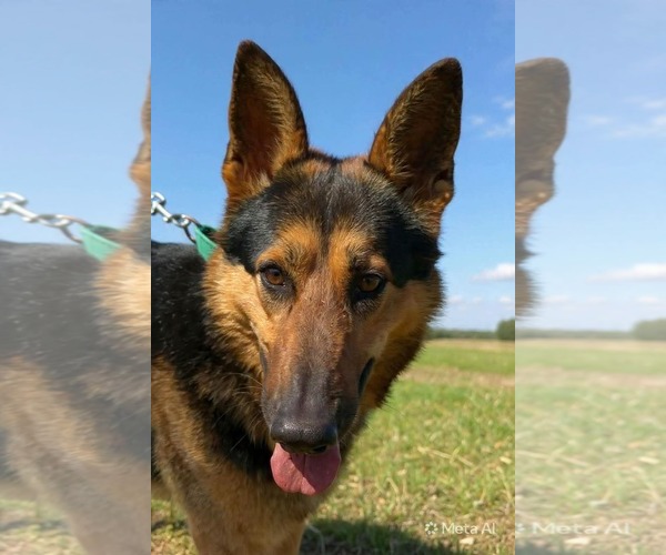 Medium Photo #6 German Shepherd Dog Puppy For Sale in Rustburg, VA, USA