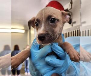 American Staffordshire Terrier-Unknown Mix Dogs for adoption in San Antonio, TX, USA