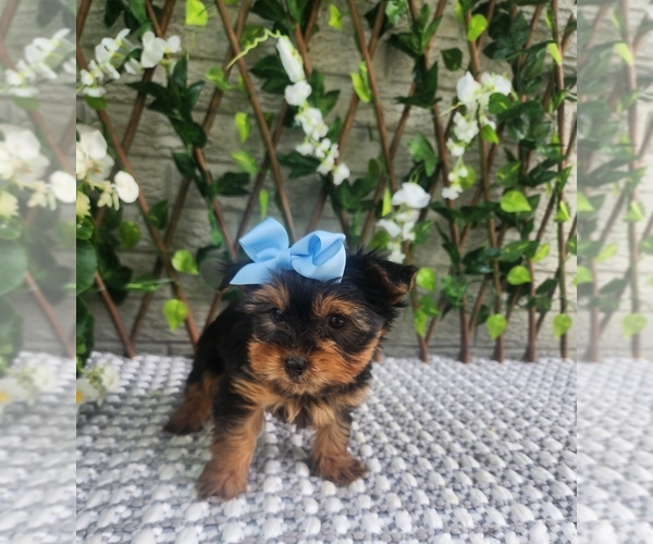 Medium Photo #10 Morkie Puppy For Sale in INDIANAPOLIS, IN, USA